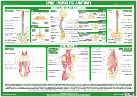Anatomy, common pain and best exercises. Spine and Back Muscles Anatomy Poster