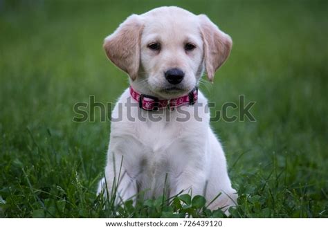 Adorable Yellow Lab Puppy Stock Photo Edit Now 726439120