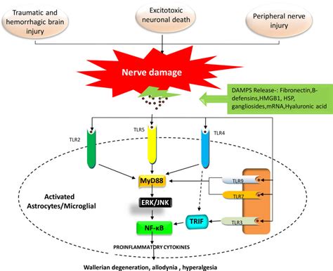 The Nerve Injury Leads To Neuropathic Pain By Diverse Molecular