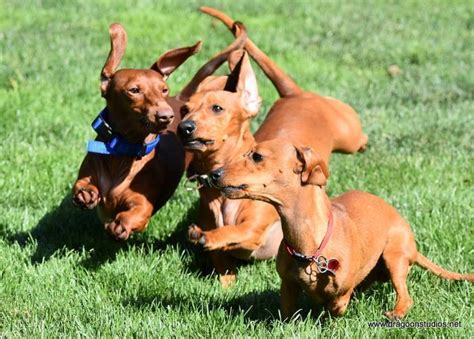 Easily rent a happy hour venue in emeryville, ca. Pets for Adoption at Dachshund Rescue NW & Dachshund Club ...