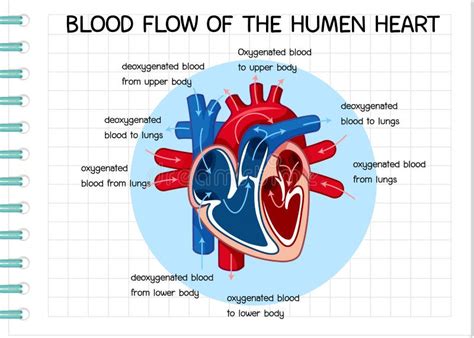 Flujo Sanguíneo Del Diagrama De Corazón Humano Ilustración Del Vector