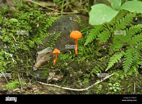 Small Orange Mushrooms In The Woods Stock Photo Alamy