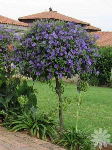 Send flowers to someone special in texas today! Solanum rantonnettii - Potato bush blue, Blue lycianthes ...