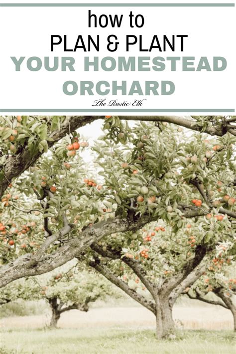 Ready To Start Your Homestead Orchard These Tips Will Help You Figure