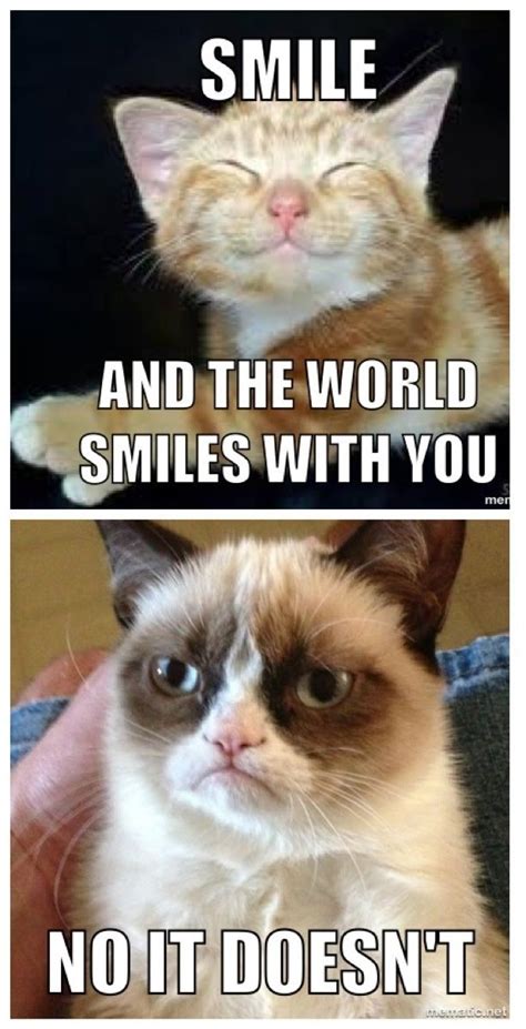 Smile Grumpy Cat Meme Funny Grumpy Cat Memes Grumpy Cat Humor
