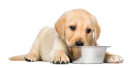 Top 10 Best Puppy Foods For 2023 Dog Food Advisor