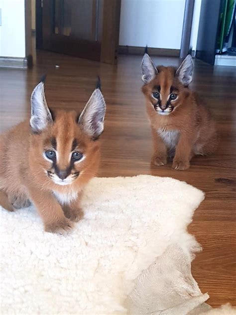 These 5 adorable kitten all need good homes. African caracals kitten for sale | Caracal kittens for sale