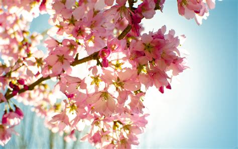 Wallpaper Pink Sakura Bloom Flowers Twigs Sky Glare 2560x1600 Hd