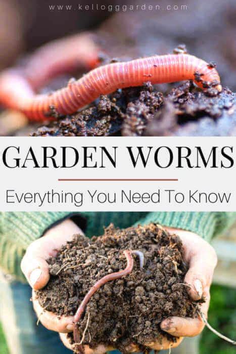 The Importance Of Garden Worms Kellogg Garden Organics