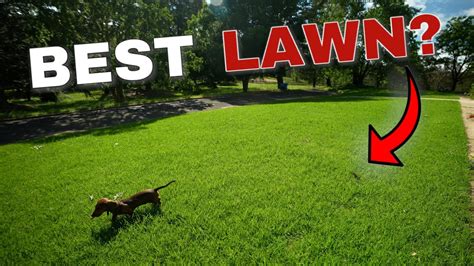 How I Fixed An Ugly Lawn Kikuyu Lawn Journey Youtube