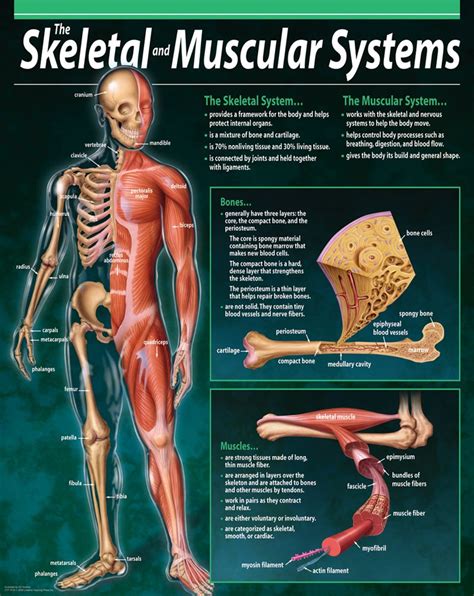 The Muscular System Chart X Muscular System Muscl Vrogue Co