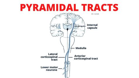 Pyramidal Tract Lateral And Anterior Corticospinal Tracts Youtube