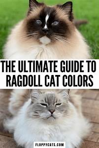 All Ragdoll Cat Colors And Patterns Types Of Ragdoll Cats Ragdoll
