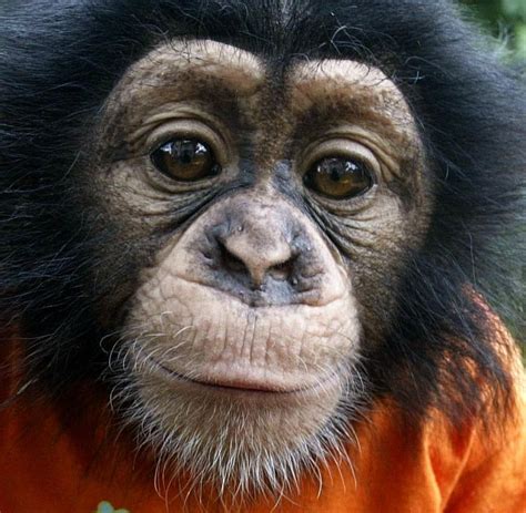 Selbst wenn du einen seriösen züchter gefunden hast, musst du dir überlegen was du zum beispiel machst wenn der affe um tierarzt muss. Hausaffen Halten In Deutschland