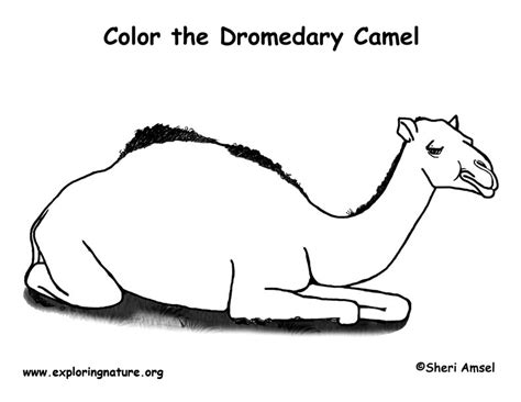 The critically threatened wild bactrian (c. Camel (Dromedary) Coloring Page