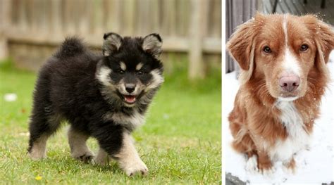 6 Cute Dog Breeds Youve Never Heard Of
