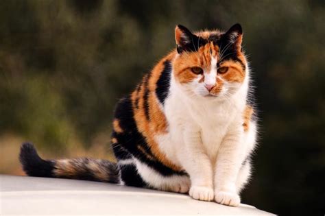 Fascinating Genetics Of Calico Cats Lovetoknow