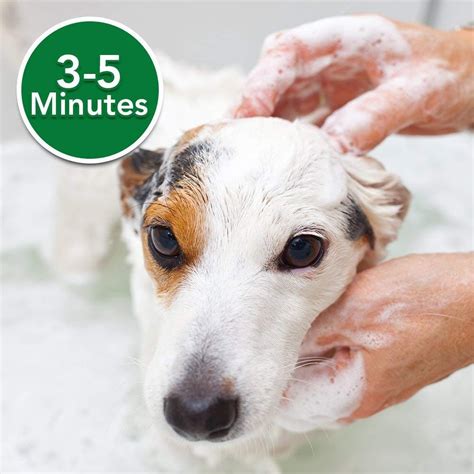 Caring hands is a network of eight veterinary hospitals born from a simple idea: The Best Dog Shampoo For Itching Skin [Top 10 Picks In ...