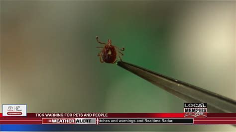 Tick Prevention For People And Pets In The Mid South Youtube