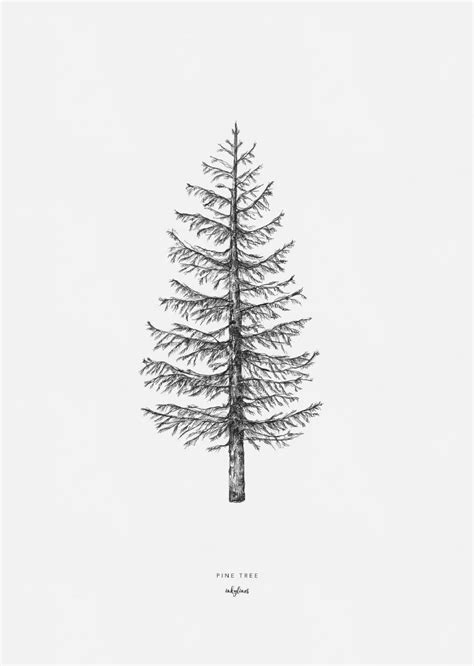 √ Simple Pine Tree Ink Drawing Popular Century