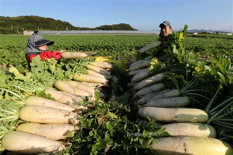 Harvesting radish seeds is fun, and a great way to save a little money. Buddhika Weerasinghe: Daikon Radish Harvest And Drying