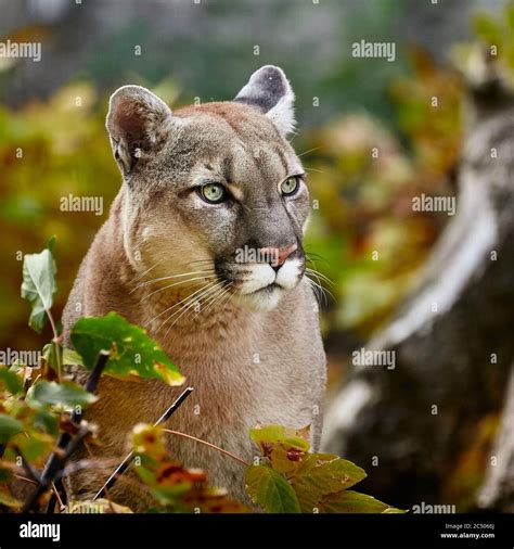 Portrait De La Belle Puma En Forêt Dautomne Couguar Américain Lion