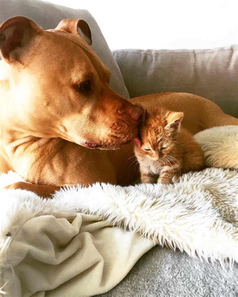 Rescued Pit Bull Adopts A Kitten What Happens Next Will Delight You True Activist