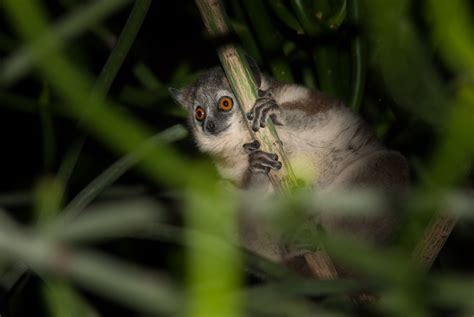 White Footed Sportive Lemur Sean Crane Photography