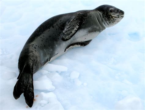 Fileleopard Seal Hydrurga Leptonyx Wikimedia Commons