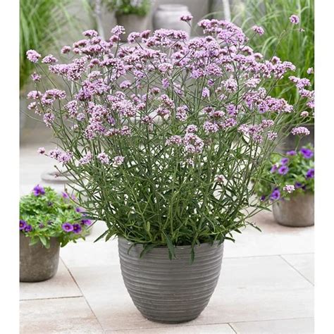 2x Verbena Bonariensis Lollipop Verveine De Bueno Aires Plante Vivace