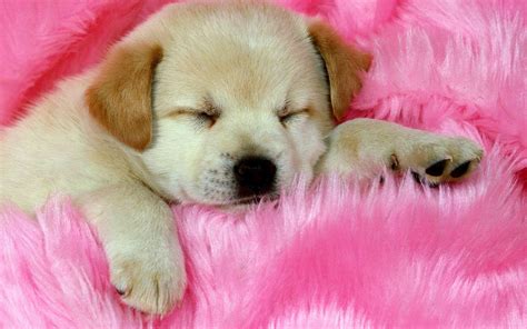 Adorable Sleeping Puppy Hd Desktop Wallpaper Widescreen High