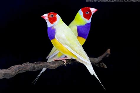 Pin On Gouldian Finches