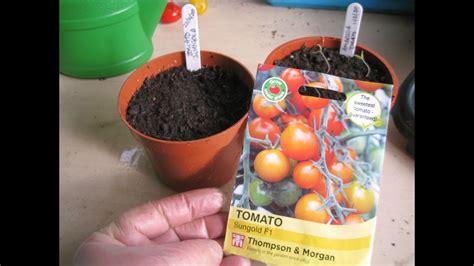 Sowing Tomato Seeds Inside In The Uk During February Youtube