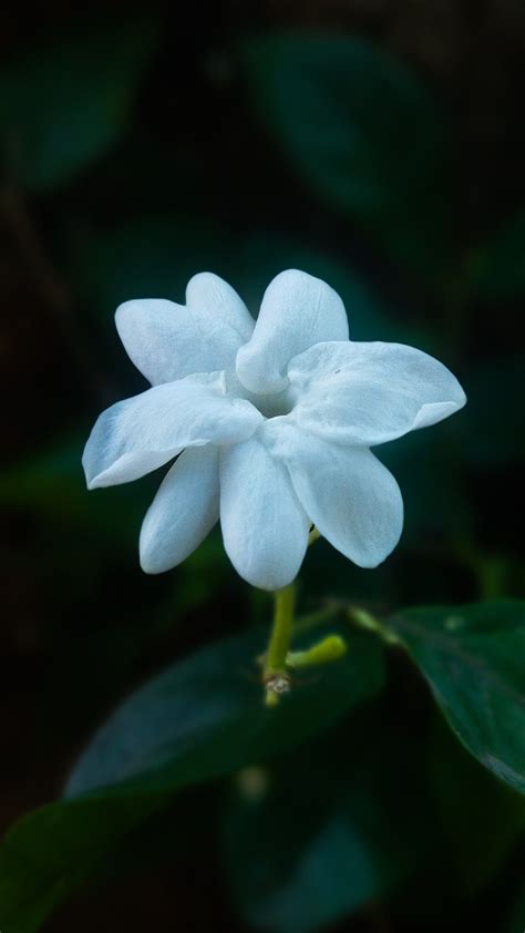 Jasmine Flower Photo By Fj Bunga Melati Putih Bunga Bunga Putih