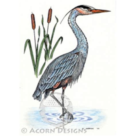 Download Great Blue Heron Coloring For Free Designlooter 2020 👨‍🎨