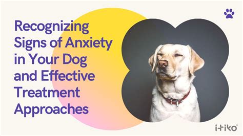 Recognizing Signs Of Anxiety In Your Dog And Effective Treatment Approaches