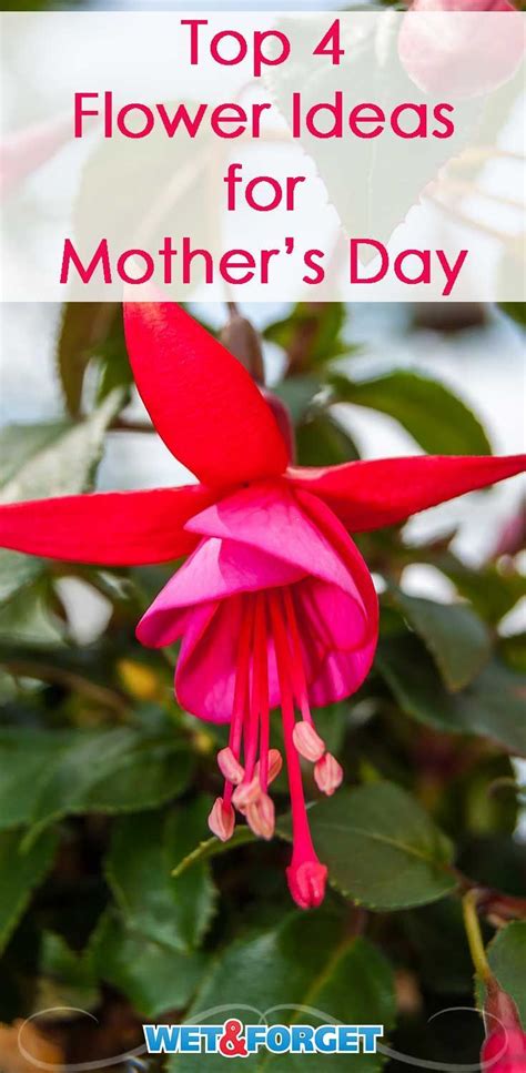 Potted plants are also a popular gift. 4 Beautiful Blooms That Will Make Mom Smile for Mother's ...