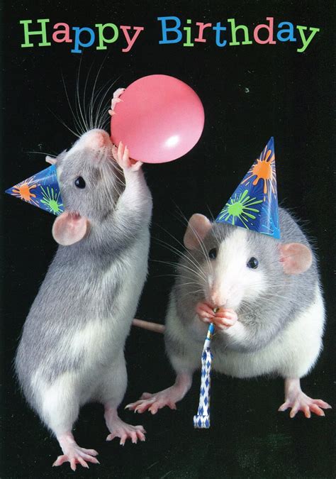 Happy Birthday Humorous Rats Birthday Card Uk Office Products