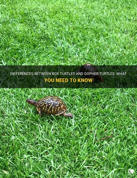 Differences Between Box Turtles And Gopher Turtles What You Need To