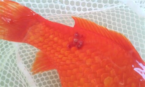 Top 5 Most Common Goldfish Diseases And How To Fix Them Fish Vet
