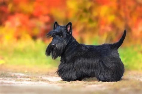 Connaitre La Race De Son Chien - Scottish Terrier - Découvrez la race de chien
