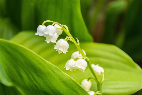 Lily Of The Valley Care And Growing Tips Uk