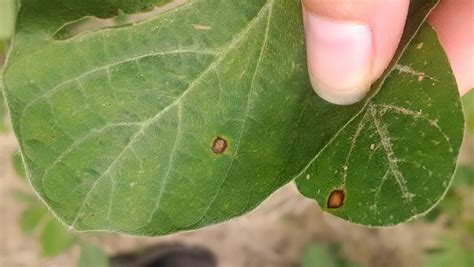 Distinguishing Frogeye Leaf Spot From Chemical Injury In Soybean Ut