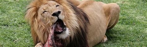 Do you often go to the cinema? Lion Feeding - Feline Facts and Information