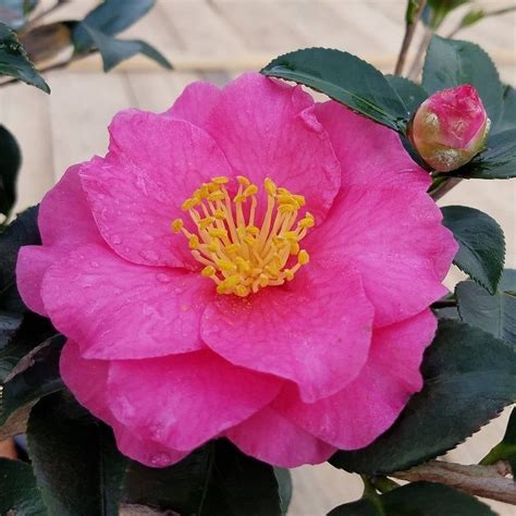 Shi Shi Gashira Camellia 25 Quart Blooming Evergreen Shrub With Pink