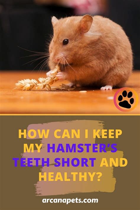 How Can I Keep My Hamsters Teeth Short And Healthy Hamster Pet