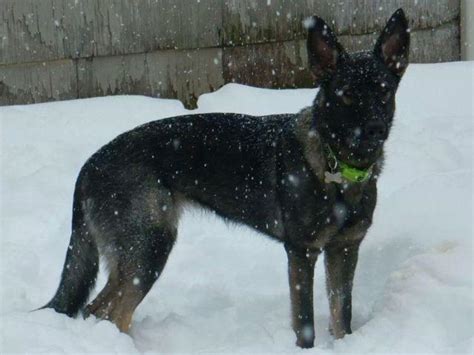 See more of grothaus k9 working german shepherds on facebook. TRUE DDR German Shepherd puppies for sale for Sale in ...