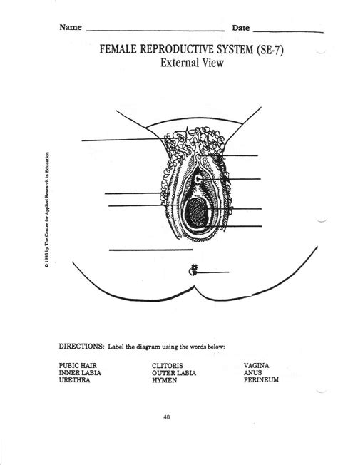(iii) the human female reproductive system where zygote is implanted is uterus. Male Anatomy Diagram Blank : Human Body Template - Female ...