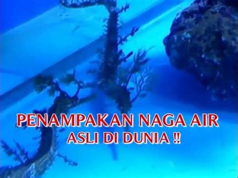 Tentang penuli x adalah wiki, yang berarti bahwa banyak artikel kami memiliki banyak penuli. KEJADIAN NYATA PENAMPAKAN "NAGA AIR ASLI DI DUNIA ...