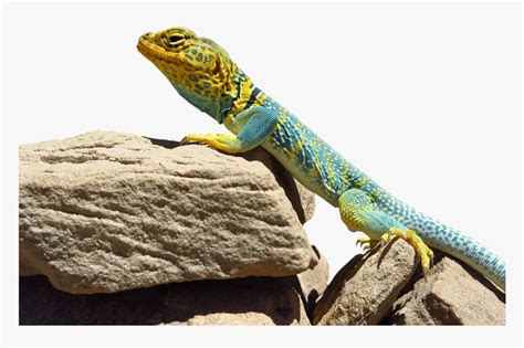 There Lizards In Idaho Hd Png Download Kindpng